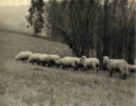 Black and white photo of sheep grazing under a tree.