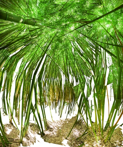 Raissa Venables, Bamboo Room, 2014