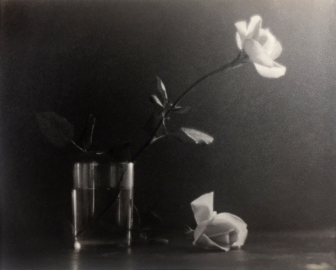 Warmed toned black and white photo showing two white roses, one in a glass and one on the tabletop.