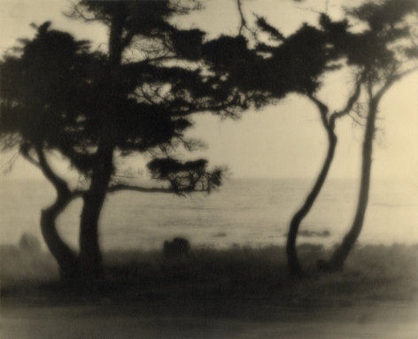 Black and white photo of shore pines silhouetted against the pacific coast
