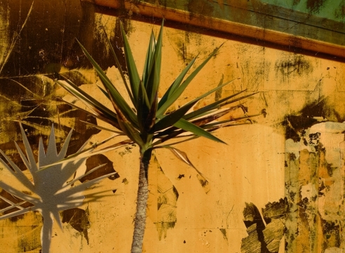 Dennis Farmer Painted Photograph palm tree